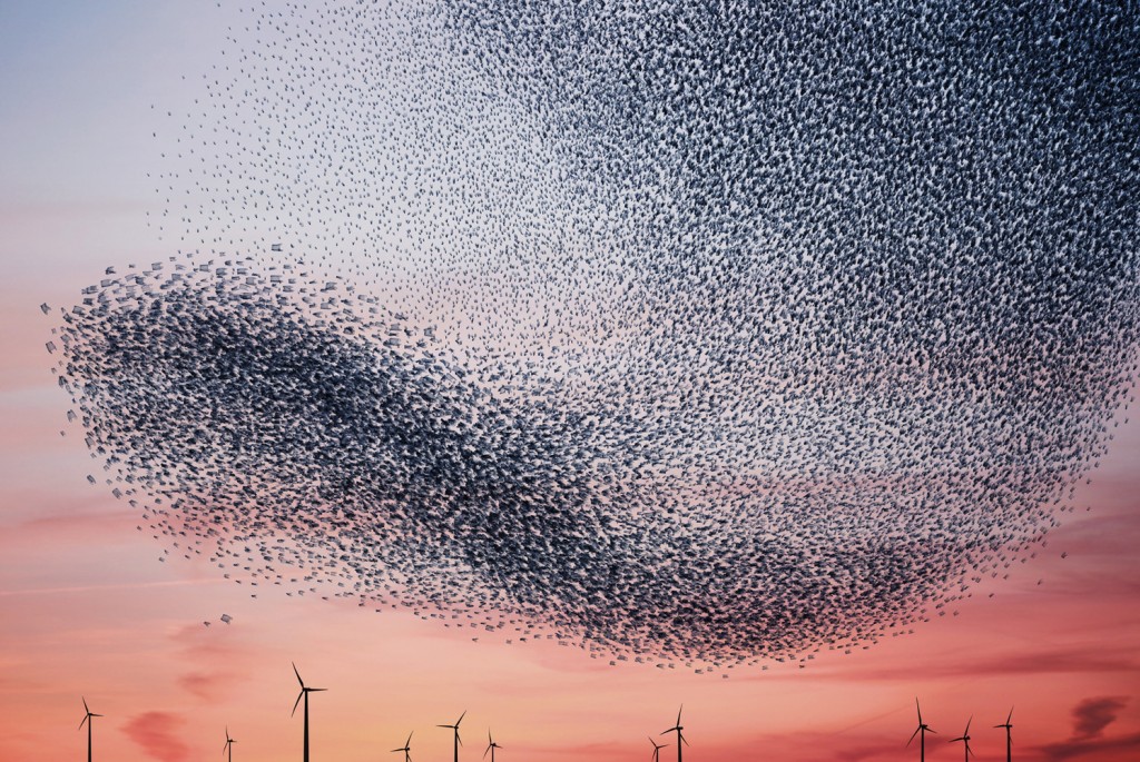 Murmuration # 2 © Alain Delorme