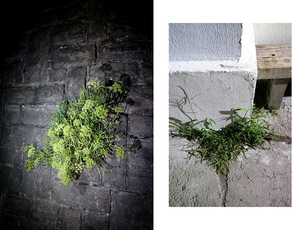 Plantes, port de Guéthary © Vanessa Bosio